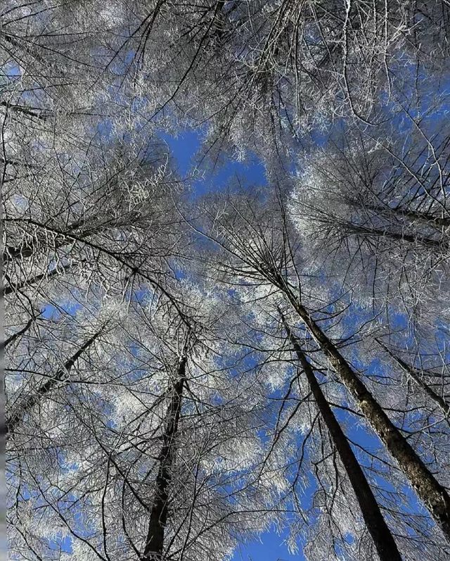 神農架的冰雪奇緣，夢幻之旅等你來！