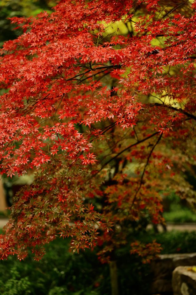 重慶中華美德公園的