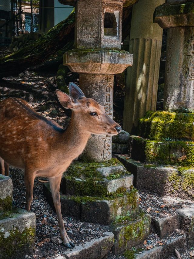 日本8日長者遊｜悠閒玩樂不累人