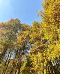 洪湖公園，落羽杉紅透半邊天