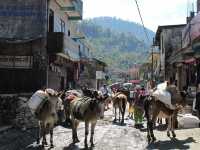 HIKING THE HIMALAYAN PARADISE ~ ANNAPURNA