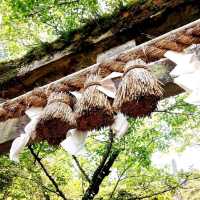 佐賀景點｜據說有神明居住的3000年大楠樹—佐賀武雄神社