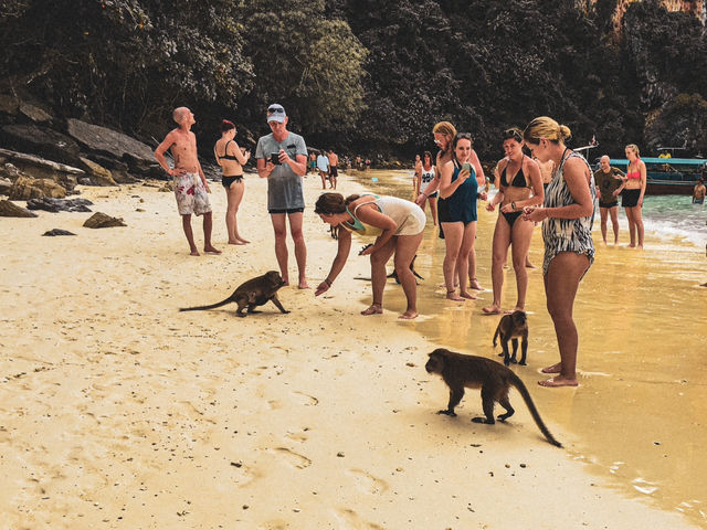 【タイ】泳ぐお猿さんがみれる🐵ピピ島のモンキービーチ🏝️🐒