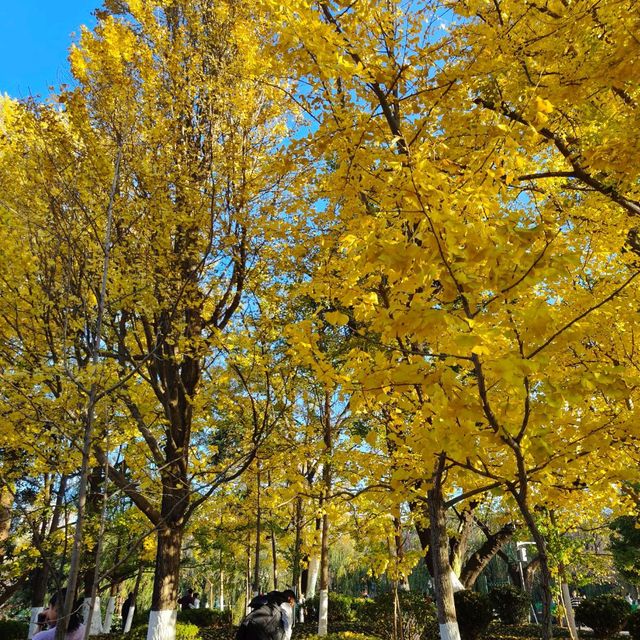 ใบไม้เปลี่ยนสี สวนสาธารณะ Green lake park