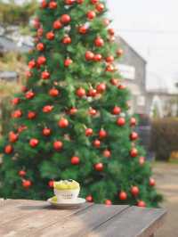 (실시간) 다래목장에 찾아온 크리스마스🎄❤️