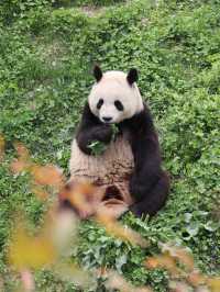 陝西丨西安秦嶺野生動物園看攻略