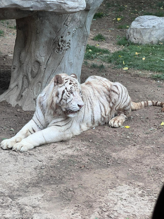 北京動物園