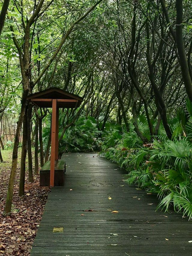 廣州天河區大觀濕地公園|宛如童話世界的入口。