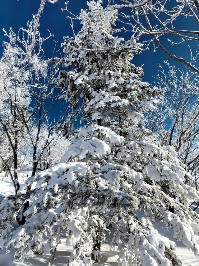 人生建議：5G 過聖誕，一定要來雪谷！