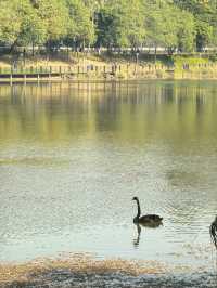 鹿湖公園：落羽杉已到最佳觀賞期