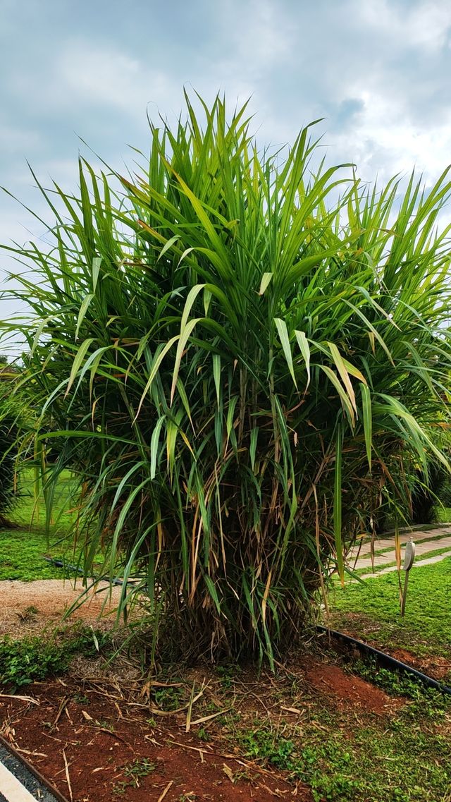 昆明市官渡區寶豐濕地公園，風光無限好