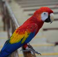 Singapore Zoo