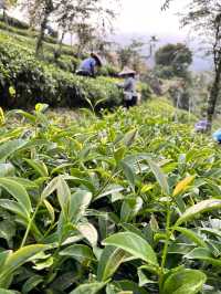 阿里山茶園遊記