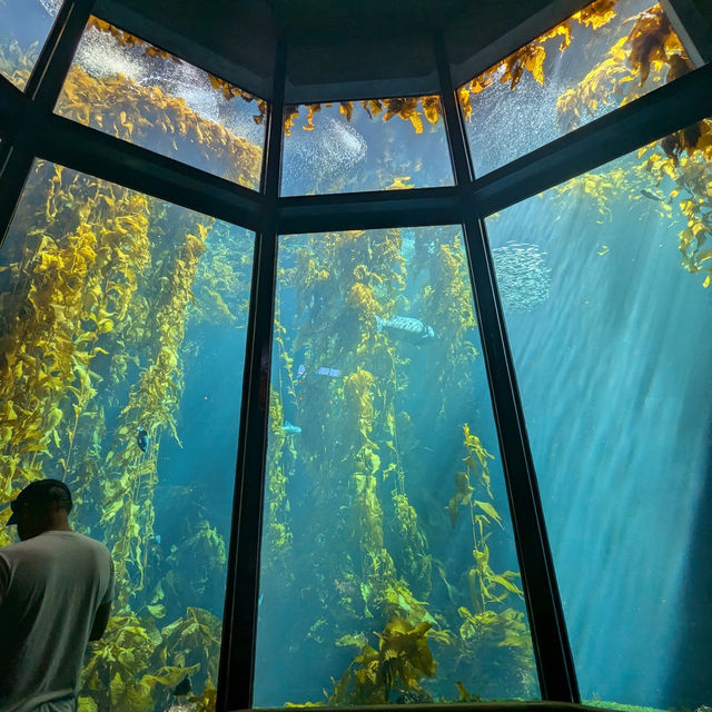 California’s Marine Marvel