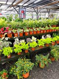 Guide to AGRO Nursery: Johor Bahru’s Premier Plant Haven