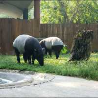 Relaxing Walk thru Animal Jungle at Zoo Negara