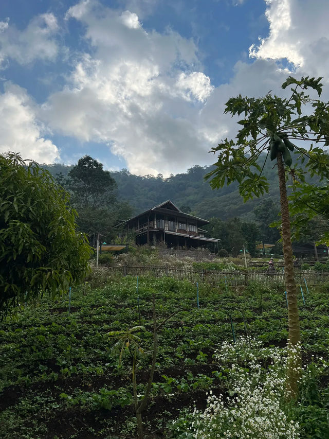  MORI Natural Farm 🎋🌿 ไปนอนบ้านไม้สไตล์ญี่ปุ่น 🐶