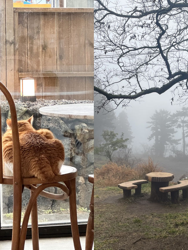 크리스마스를 분위기를 느낄 수 있는 제주