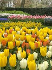 Keukenhof: A Blooming Wonderland in the Heart of the Netherlands