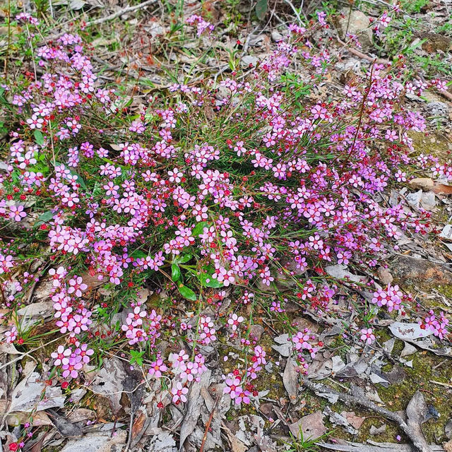 Nature’s Hidden Gem: Exploring Heathcote-Graytown