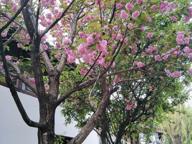 Blooming Beauties and Handcrafted Wonders: A Walk Through Lijiang