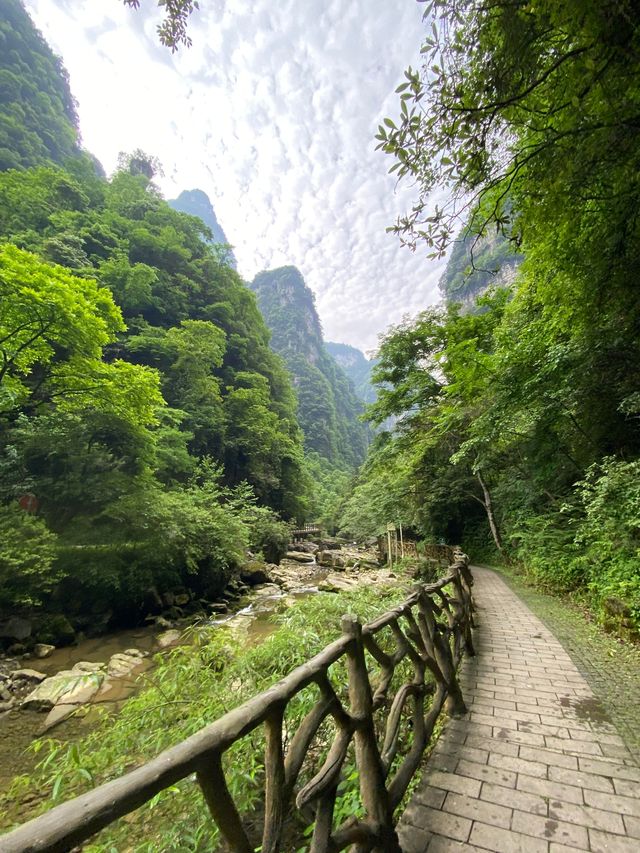 湖北秭歸三峽竹海