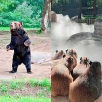 輕鬆又治癒的北京野生動物園。