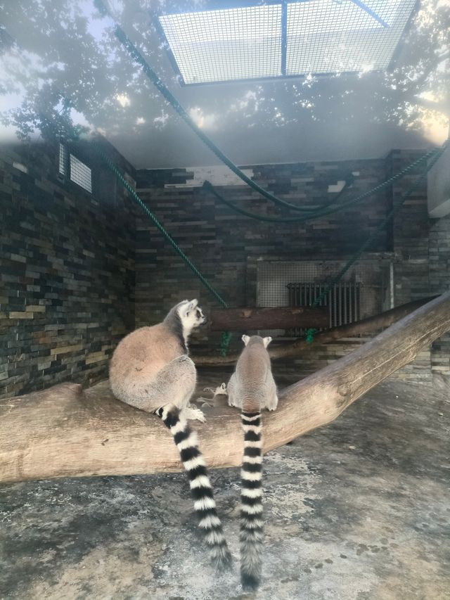 天氣正好，遛娃好去處——上海動物園。