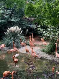 與自然共舞：南京紅山森林動物園之旅