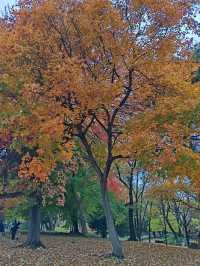 札幌北海道大學楓紅景色。