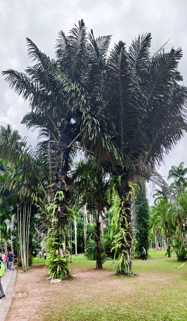 中國科學院西雙版納熱帶植物園（雲南省，5A）