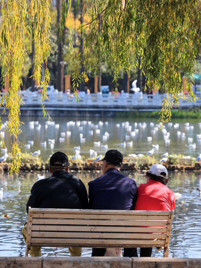 昆明翠湖公園：觀鷗帶娃 Trip Moments 好地方！