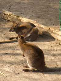 冬季反向遊 | 附汴京動物園互動遊玩攻略