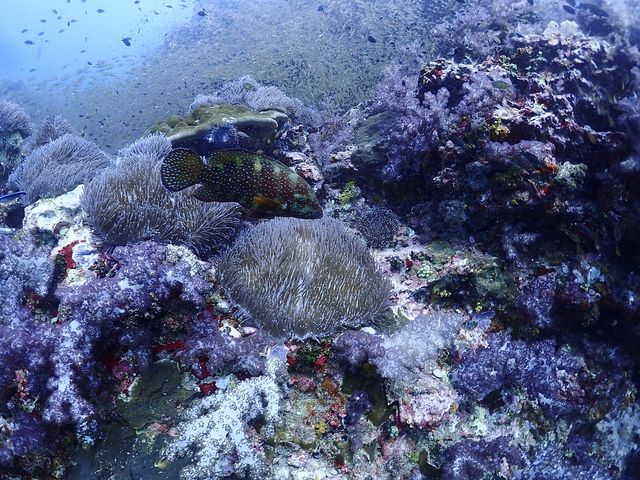 Liveaboard North Andaman 4 วัน 15 dive