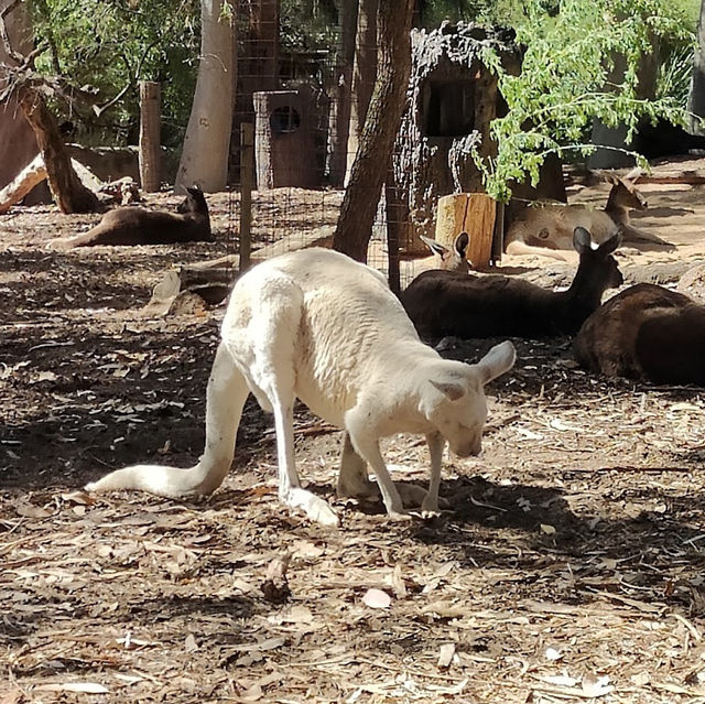 Wild Wonders: A Day at Perth Zoo