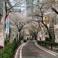 🌸 A complete day tour to Tokyo's iconic spot 🌸 