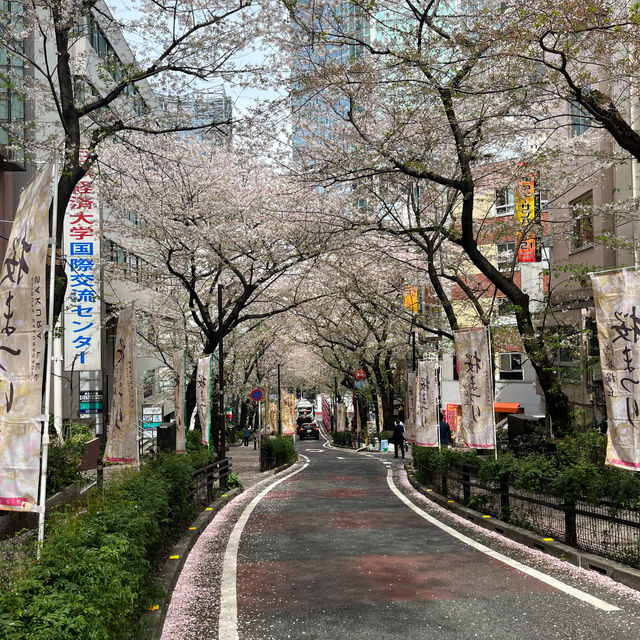 🌸 A complete day tour to Tokyo's iconic spot 🌸 