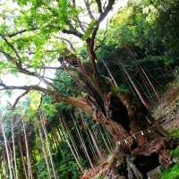 佐賀景點｜據說有神明居住的3000年大楠樹—佐賀武雄神社