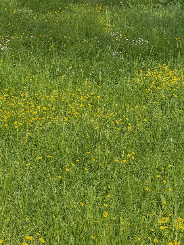 이탈리아 로마🇮🇹 나만 알고 싶은 최애 공원