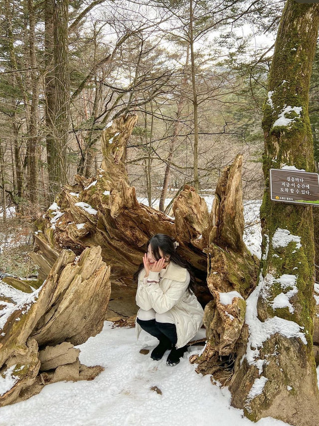 뽀드득 눈밭 위를 걸으며 피톤치드 충전🌳