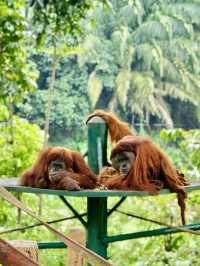 奇趣自然之旅：馬來西亞國家動物園漫遊記