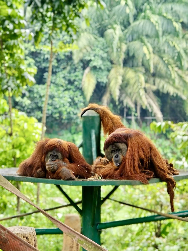 奇趣自然之旅：馬來西亞國家動物園漫遊記