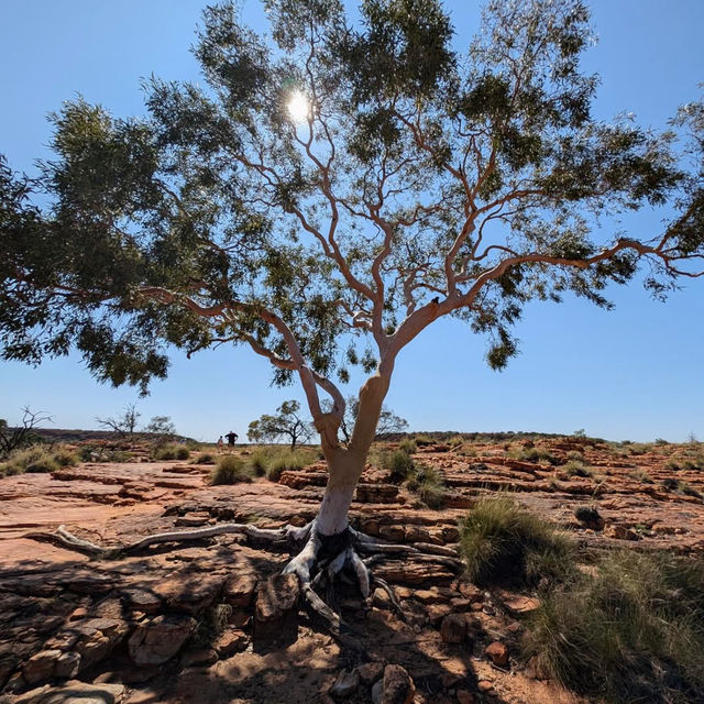 Unveil the Wonders of Kings Canyon - Watarrka National Park