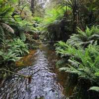 Great Otway National Park, Victoria