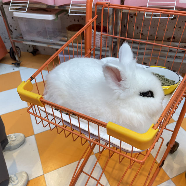 🐾【探索廣州的神奇動物咖】☕️✨