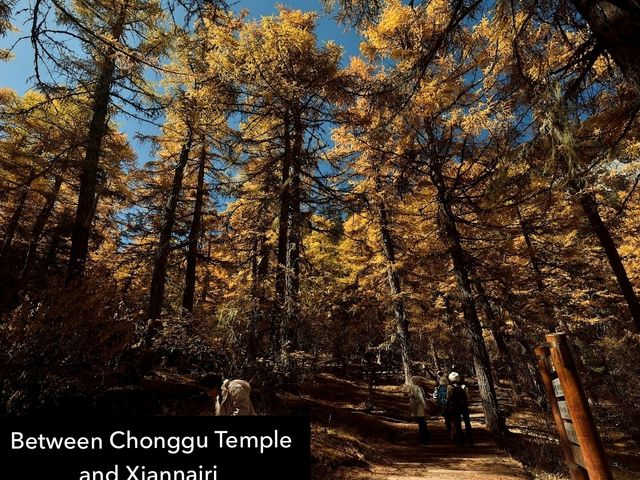 Best Autumn Viewing Experience 2/3 [Xiannairi Snow Mountain, Yading Nature Reserve]