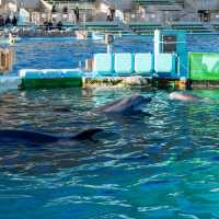 名古屋港水族館