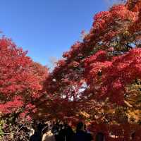 秋日的東福寺：楓葉的絢爛