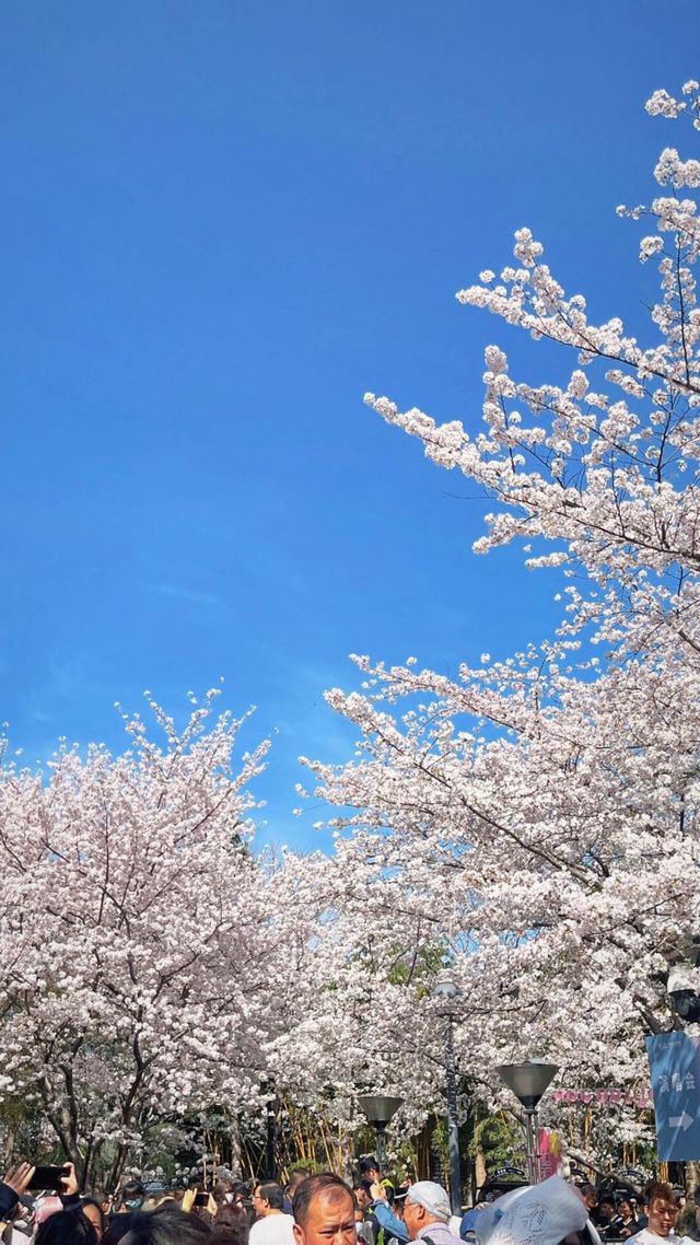 上海魯迅公園的櫻花池裡的春和景明