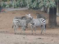 北京動物園的驚喜。